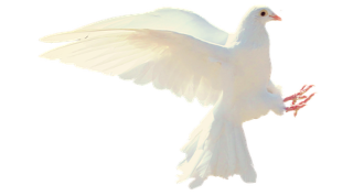 ET.DNS.IO Ein Teil . Der Natur Sein